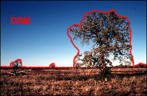 DSM.jpg
